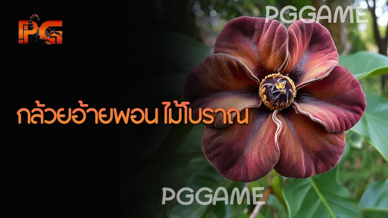 กล้วยอ้ายพอน ไม้โบราณ